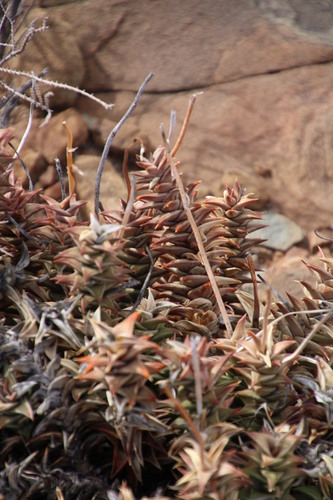 Astroloba robusta