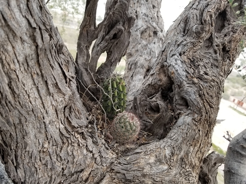 Olneya tesota, photographed by an iNaturalist contributor