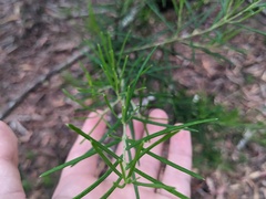 Ricinocarpos pinifolius