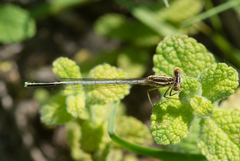 Platycnemis