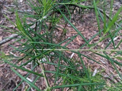 Ricinocarpos pinifolius