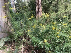 Senecio linearifolius