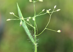 Dichanthelium acuminatum
