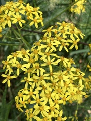 Senecio linearifolius