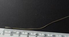 Austrostipa pubescens