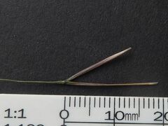 Austrostipa pubescens