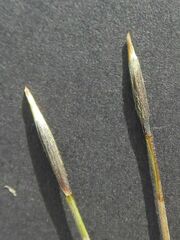 Austrostipa pubescens