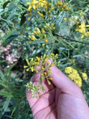 Senecio linearifolius