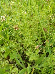 Galium divaricatum