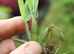 Dichanthelium acuminatum