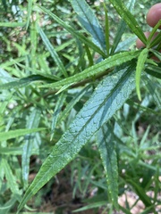 Senecio linearifolius