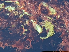 Aegires albopunctatus