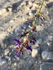 Psorothamnus schottii