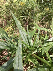 Senecio linearifolius