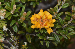 Oxylobium ellipticum