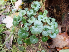 Glechoma hederacea