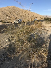 Psorothamnus schottii