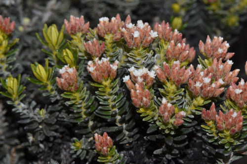 Image of Ozothamnus ledifolius by (c) James (Jim) Duggan, some rights reserved (CC BY-SA)