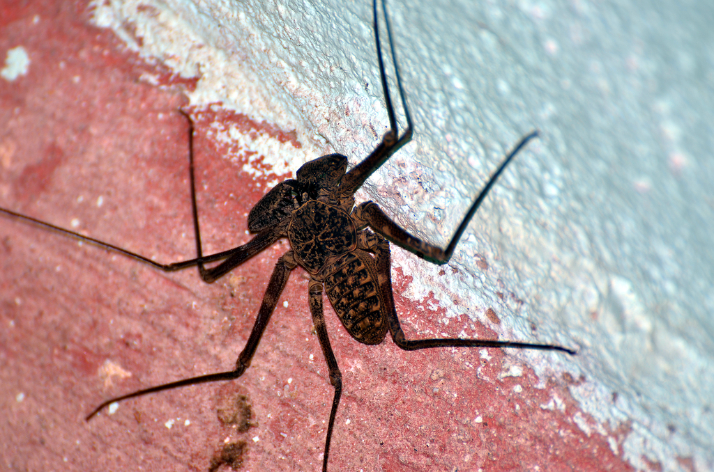 Phrynus tessellatus