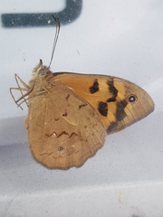 Heteronympha merope