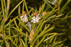 Orites acicularis