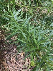 Senecio linearifolius
