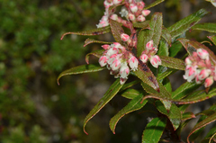 Gaultheria hispida