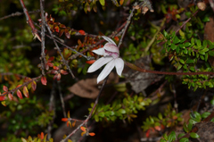 Caladenia alpina
