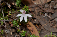 Caladenia alpina
