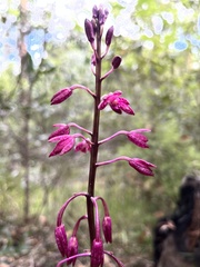 Dipodium punctatum