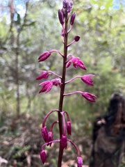 Dipodium punctatum