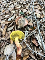 Aureoboletus flaviporus