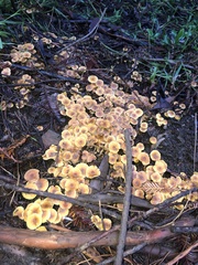 Xeromphalina cauticinalis