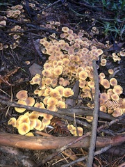 Xeromphalina cauticinalis