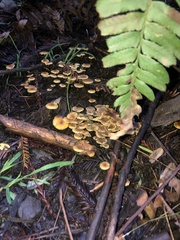Xeromphalina cauticinalis