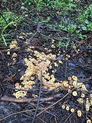 Xeromphalina cauticinalis