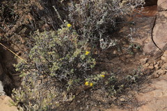 Oedera humilis