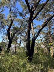 Eucalyptus piperita