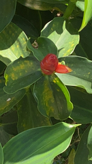 Costus woodsonii