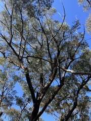 Eucalyptus piperita