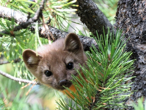 Pacific Marten (Martes caurina)