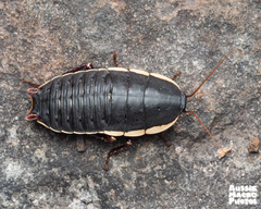 Polyzosteria limbata