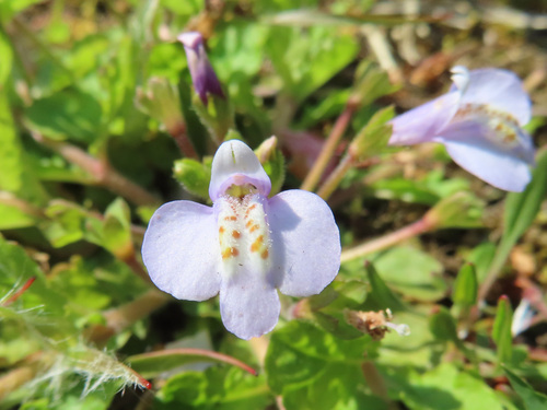 Miquel's mazus (Mazus miquelii)