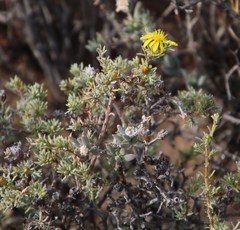 Oedera humilis