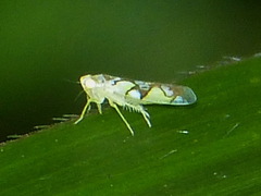 Protalebrella conica