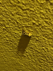 Acrolophus walsinghami