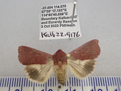 Australothis rubrescens