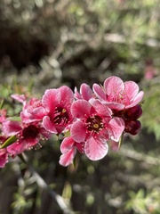 Leptospermum scoparium