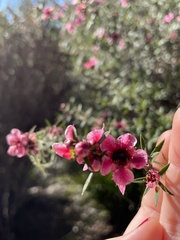 Leptospermum scoparium