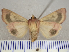 Australothis rubrescens